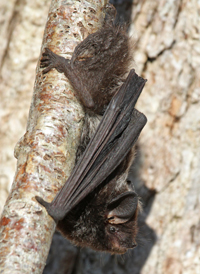 Silver-haired Bat